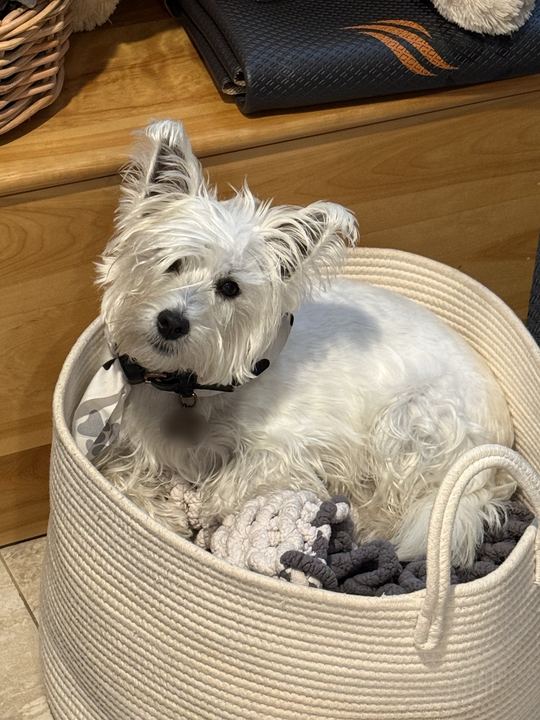 Westie in a bandana tilting his head from a rope basket