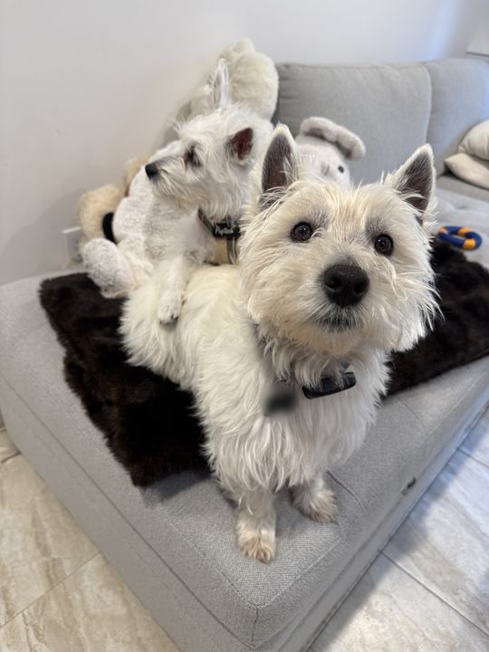 Two westies on a gray couch, one looking up at the camera