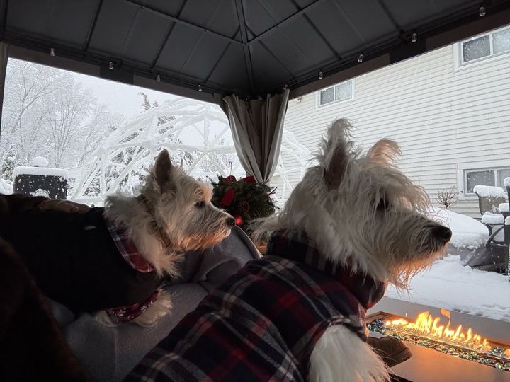 Two westies in plaid coats watching the snow from a gazebo by the fire