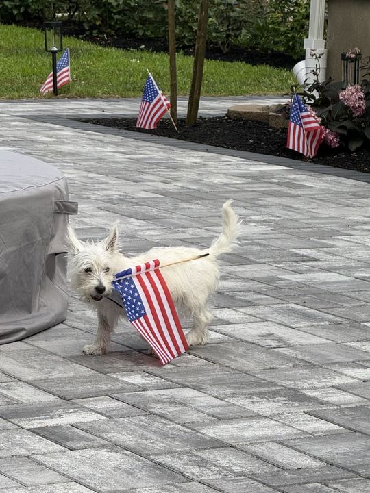 Westie puppy carrying a small American flag across the patio