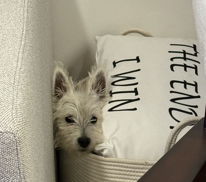 Westie puppy peeking out of a rope basket beside a pillow