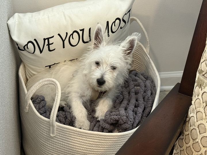 Westie puppy resting in a rope basket on a gray knit blanket