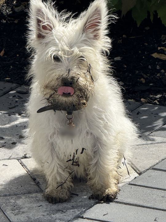 Westie sitting on the patio with a mud-covered face and his tongue out