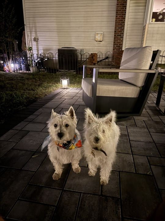 Two westies standing on the patio at night