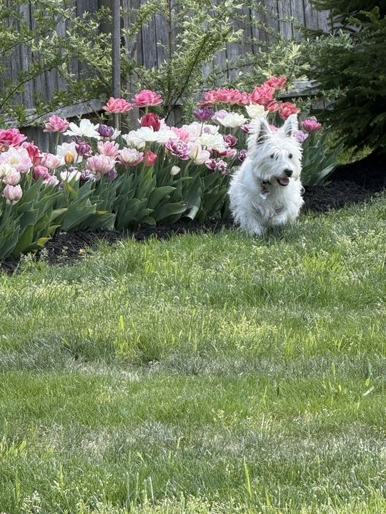 Westie running across the lawn past pink tulips