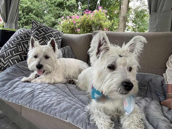 Two westies lounging on an outdoor sofa under hanging petunias