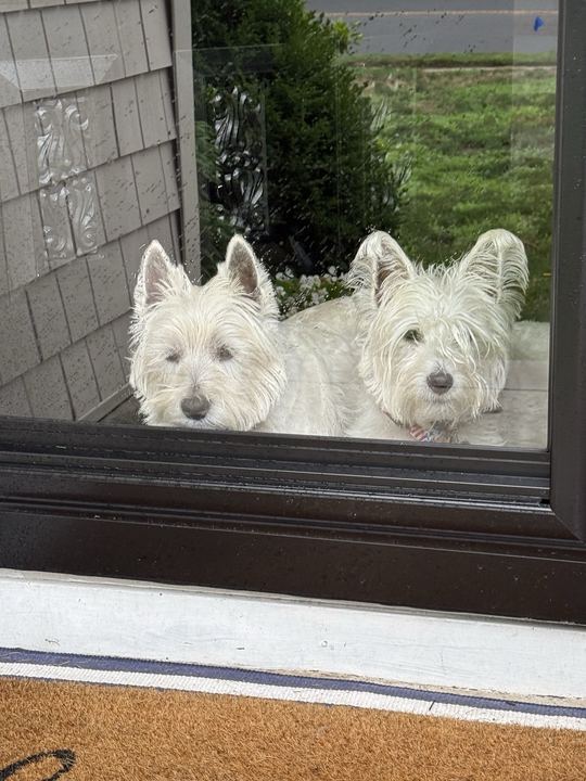 Two westies looking in through a rainy glass door