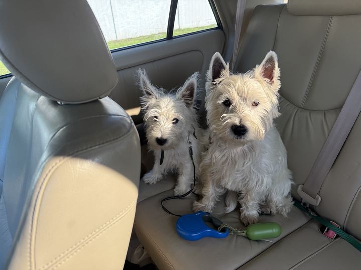 Two westies sitting in the back seat of a car