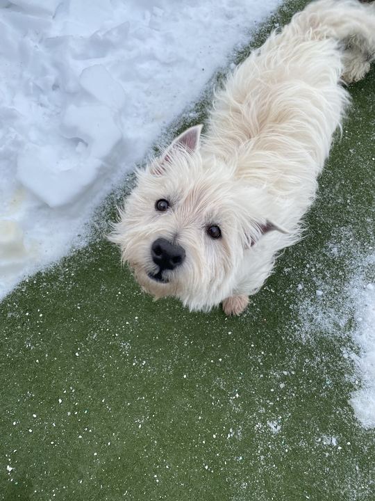 Westie looking up from the snowy turf