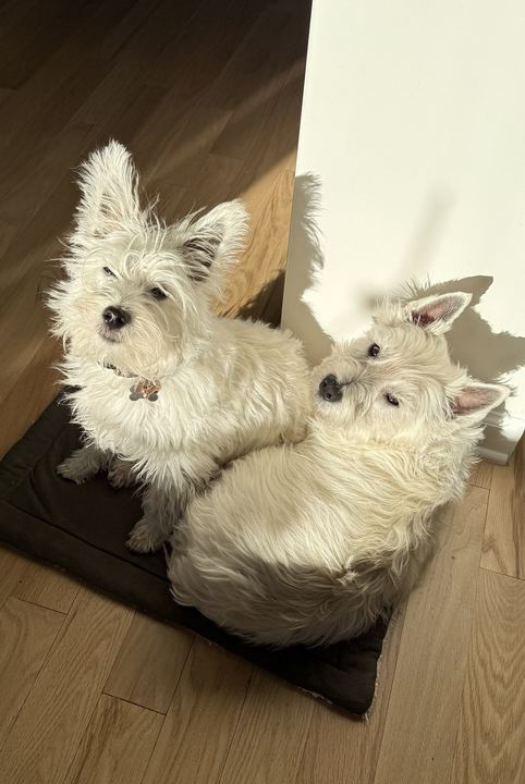 Two westies curled up together in a patch of sunlight