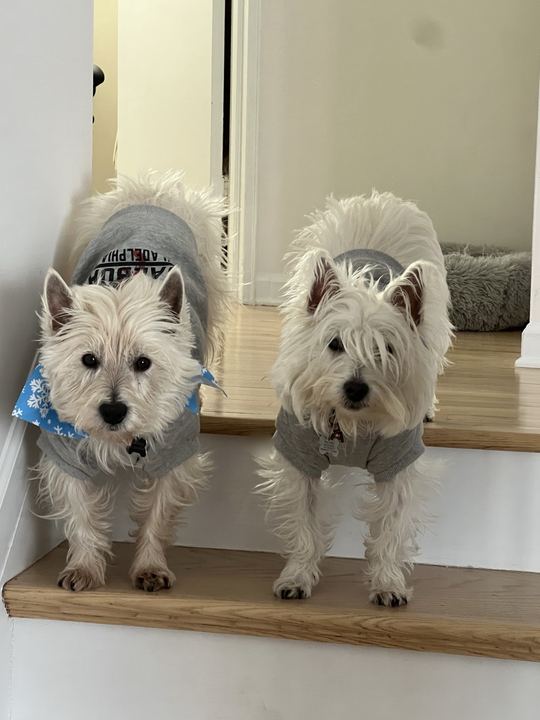 Two westies in gray sweaters standing on the stairs