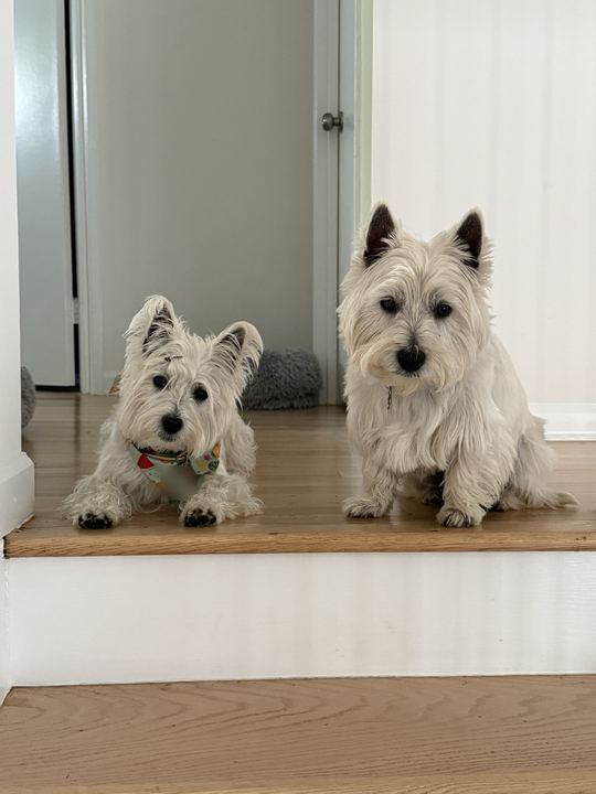 Two westies side by side on the top step, one lying down in a fruit bandana and one sitting tall