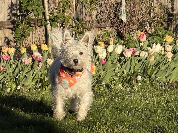 Westie in an Easter bandana trotting in front of the tulips