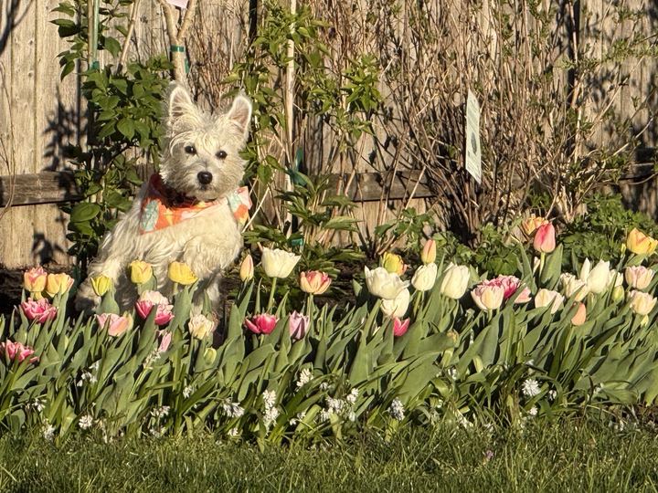Westie in an Easter bandana sitting among the tulips
